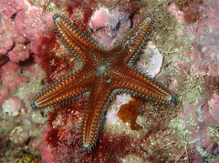 Astropecten spinulosus