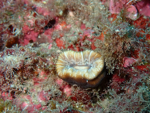 Pig-tooth Coral, 13960 Sausset-les-Pins, France, photo 8 of 10