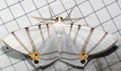 Opisthoxia saturniaria