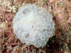 Botrylloides crystallinus