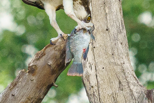 Chilwa tilapia (Oreochromis shiranus) — Cichlidae — 4