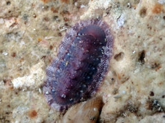 Rhyssoplax olivacea