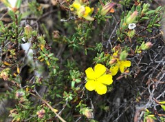 Hibbertia devitata