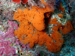 Clathrina rubra
