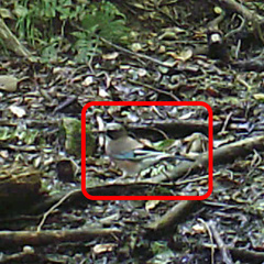 Garrulus glandarius japonicus