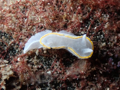 Diaphorodoris alba