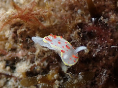 Diaphorodoris papillata
