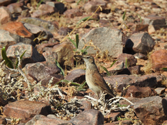 Certhilauda subcoronata