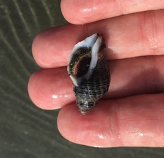 Acanthinucella spirata