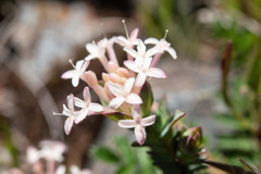 Pimelea alpina