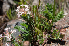 Pimelea alpina