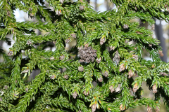 Athrotaxis selaginoides