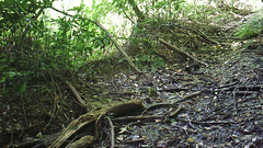 Garrulus glandarius japonicus