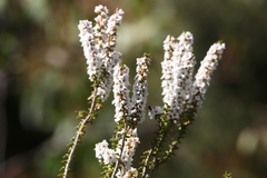 Epacris gunnii