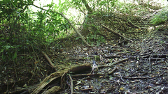 Garrulus glandarius japonicus