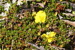 Hibbertia procumbens