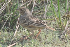 Mirafra assamica