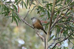 Pachycephala olivacea