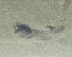 Acanthinucella spirata