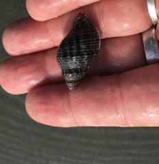 Acanthinucella spirata