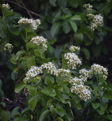 Glossocarya hemiderma