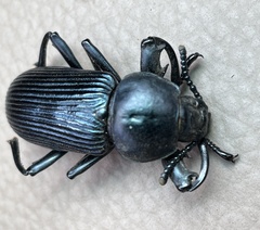 Pycnocerus passerini