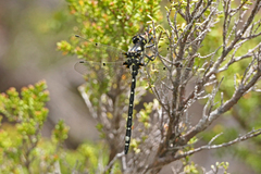 Synthemiopsis gomphomacromioides