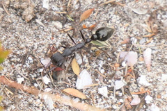 Myrmecia pyriformis