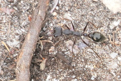 Myrmecia pyriformis