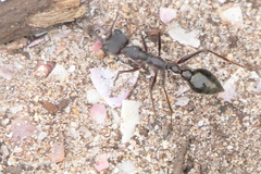 Myrmecia pyriformis
