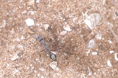 Myrmecia pyriformis