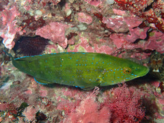 Brown Wrasse photo 3