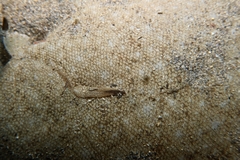 Solea senegalensis