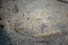 Solea senegalensis