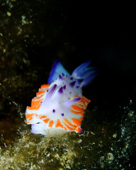 Mexichromis macropus