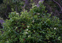 Glossocarya hemiderma