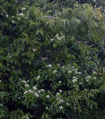 Glossocarya hemiderma