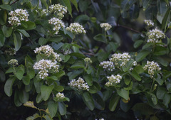 Glossocarya hemiderma