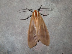 Amastus supersimilis