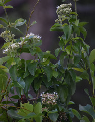 Glossocarya hemiderma
