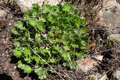 Geranium antrorsum