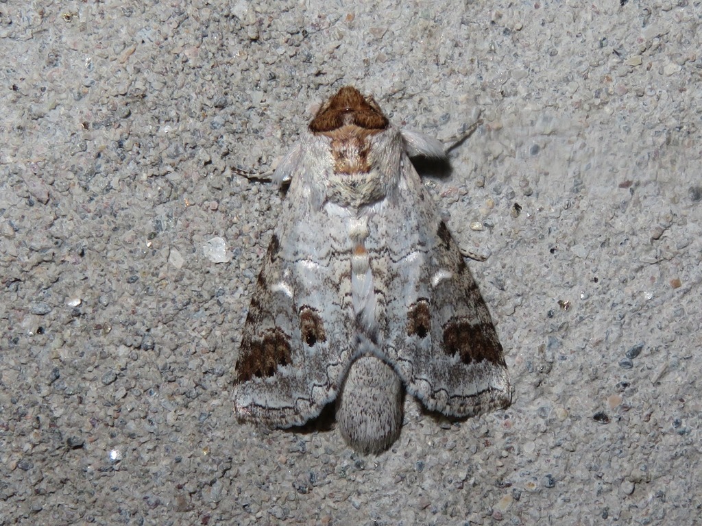 Sericochroa paratenuis