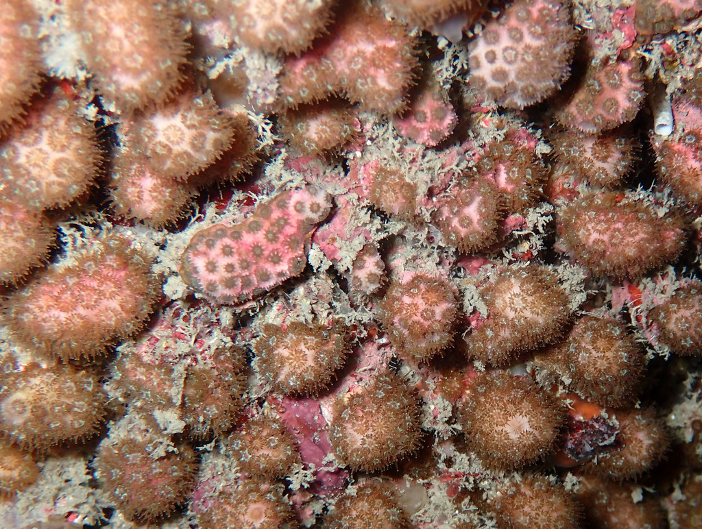 Madracis pharensis