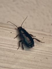 Loboptera