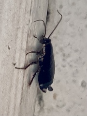 Loboptera