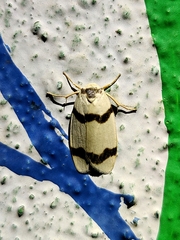 Padenia transversa