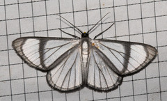 Perigramma