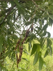 Bolusanthus speciosus