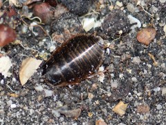 Poeciloblatta angusta