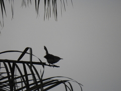 Campylorhynchus turdinus